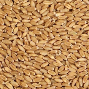 Wheat 50KG